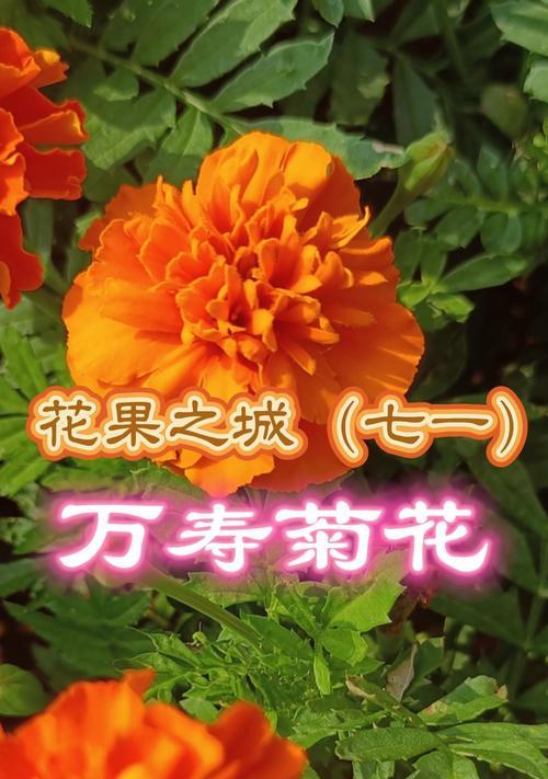 重瓣白色菊花的花语是什么？它象征着什么？