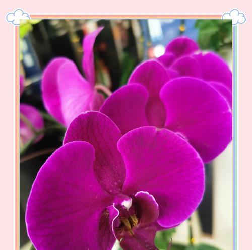 粉色蝴蝶兰的花语有哪些？它代表什么意义？