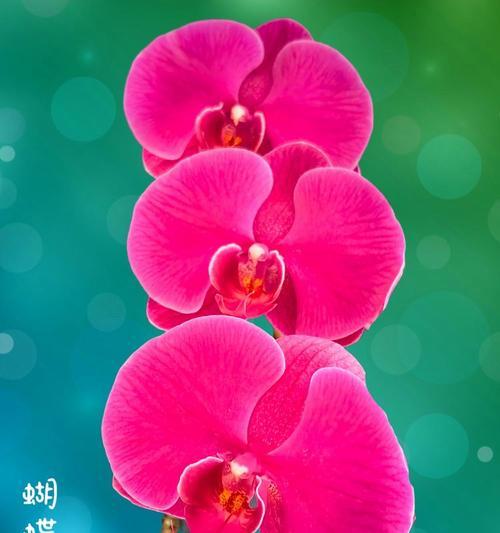 粉色蝴蝶兰的花语有哪些？它代表什么意义？