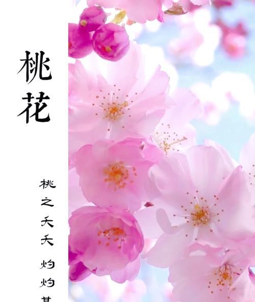 桃花的花语是什么？它有哪些象征意义？