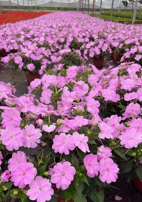 新几内亚凤仙花的花语是什么？它有何特别含义？
