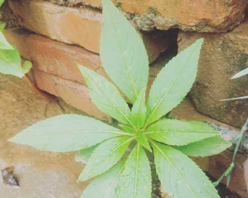 新几内亚凤仙花的花语是什么？它有何特别含义？