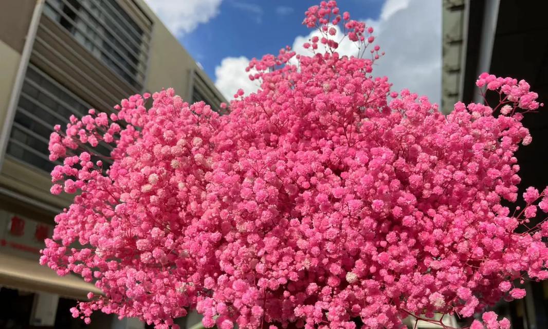 桃粉色满天星的花语有哪些？它代表什么？