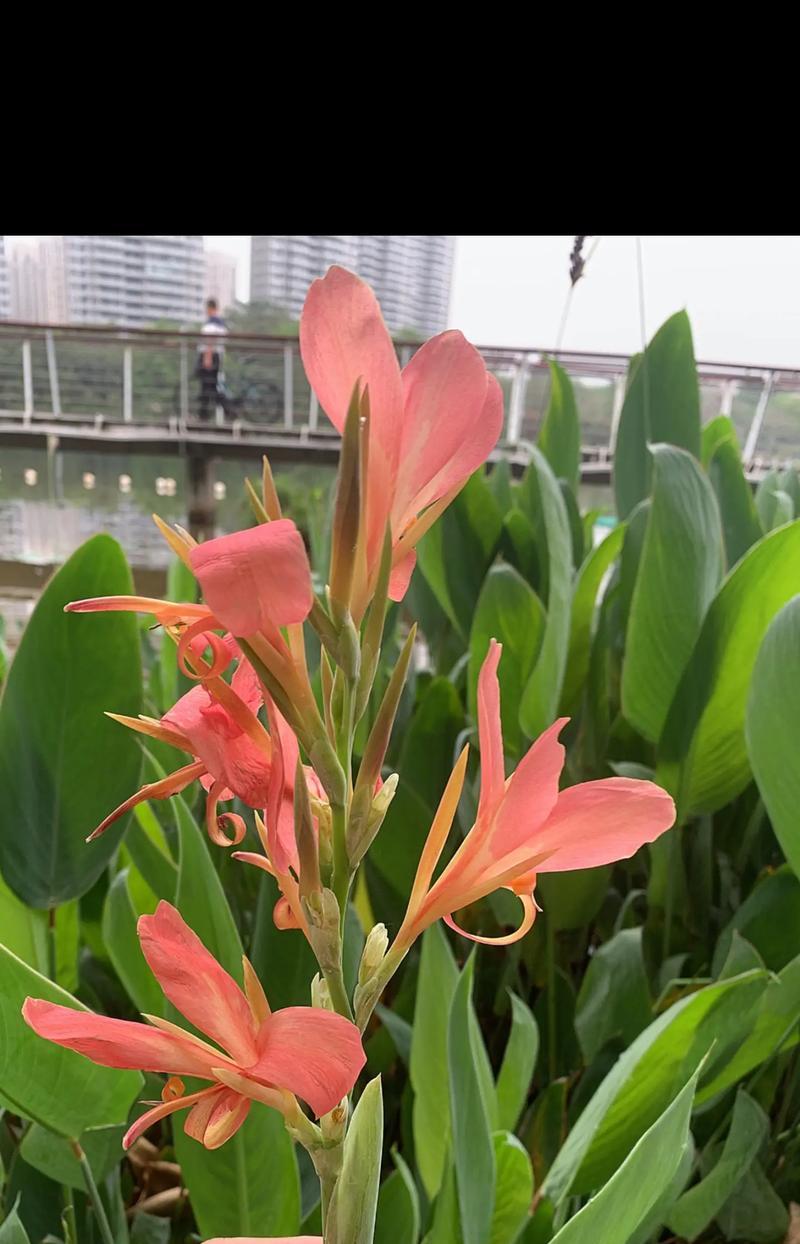 黄色美人蕉的花语是什么？它有何象征意义？