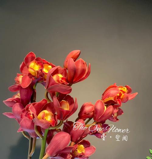 对兰的花语有哪些？它象征着什么？
