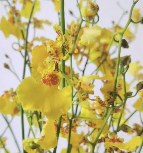 对兰的花语有哪些？它象征着什么？