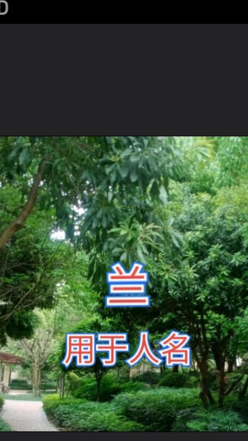 对兰的花语有哪些？它象征着什么？