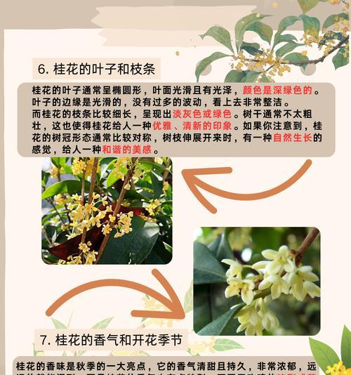 花桂花的花语有哪些？它代表什么意义？