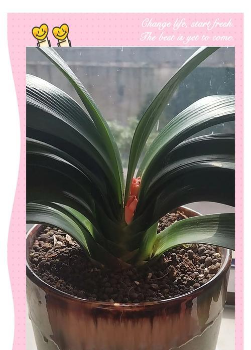 君子兰花不同颜色的花语有哪些？它们各自代表什么？