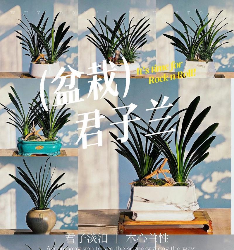 君子兰花不同颜色的花语有哪些？它们各自代表什么？