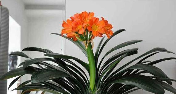 君子兰花不同颜色的花语有哪些？它们各自代表什么？