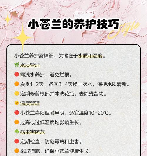 大苍兰的花语和寓意是什么？它有何特别含义？