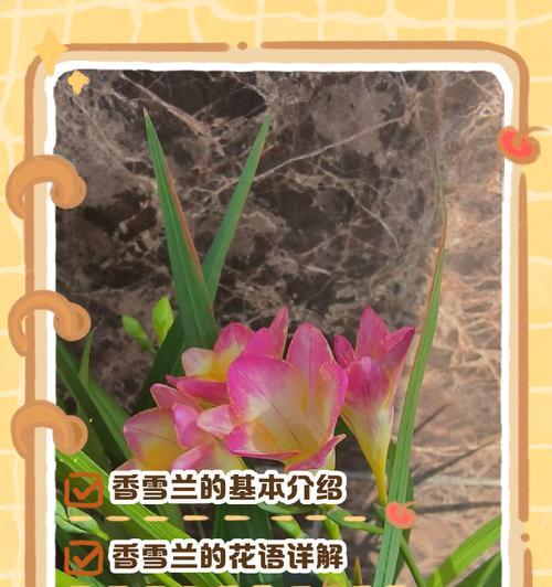 大苍兰的花语和寓意是什么？它有何特别含义？