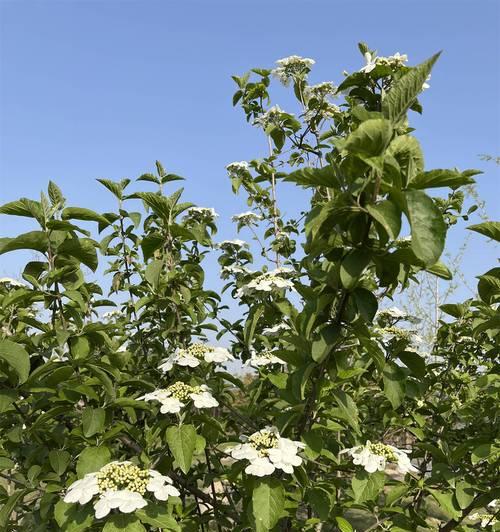 大苍兰的花语和寓意是什么？它有何特别含义？