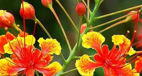 花语与凤凰花相似的花有哪些？它们的花语是什么？
