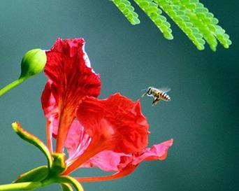 花语与凤凰花相似的花有哪些？它们的花语是什么？