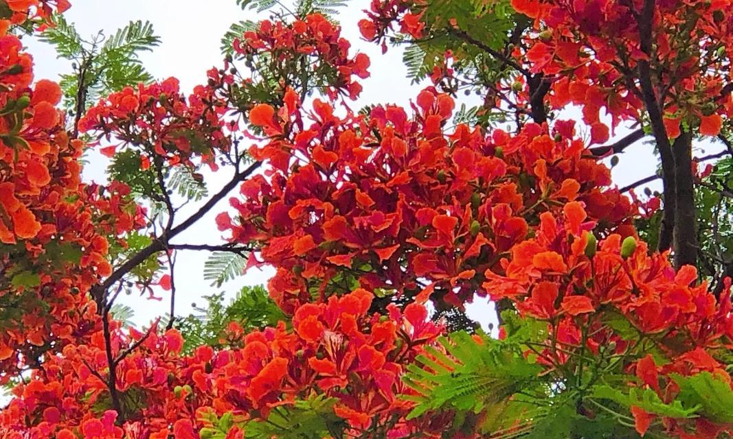 花语与凤凰花相似的花有哪些？它们的花语是什么？