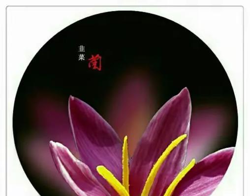 韭兰花的花语寓意是什么？