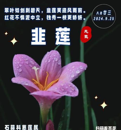 韭兰花的花语寓意是什么？