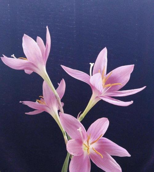 韭兰花的花语寓意是什么？