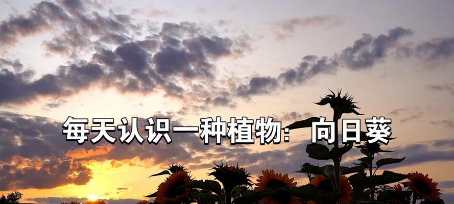向日葵花语如何种植？