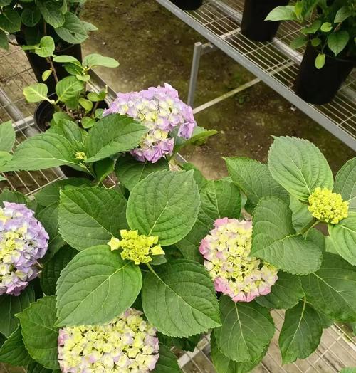 绣球花在日本的花语是什么？