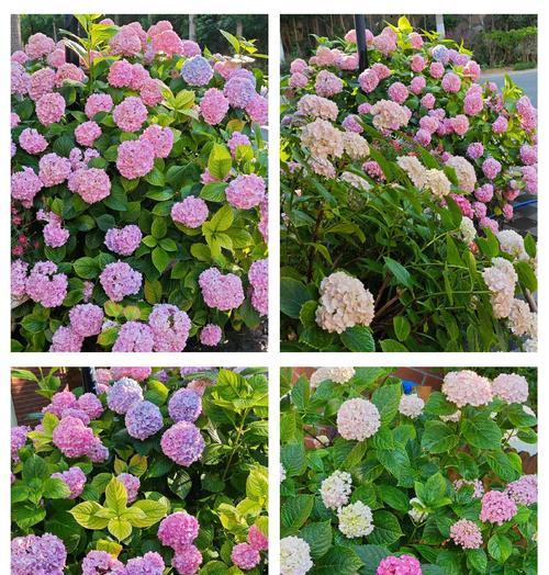绣球花在日本的花语是什么？