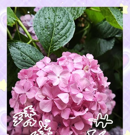绣球花在日本的花语是什么？