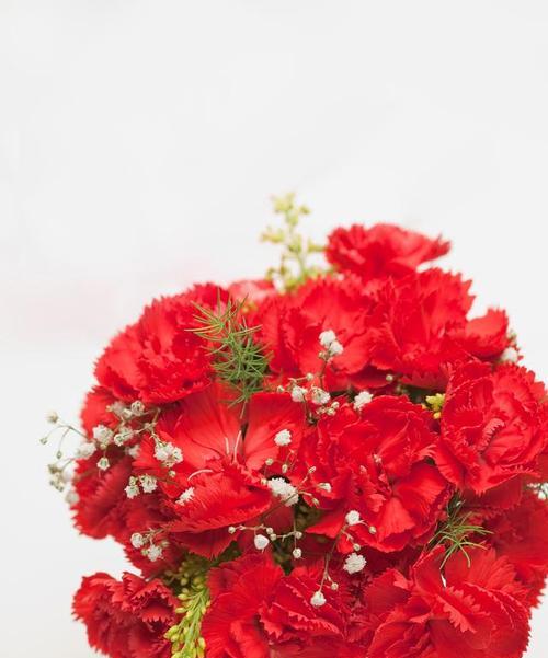 红色石竹花代表什么花语？