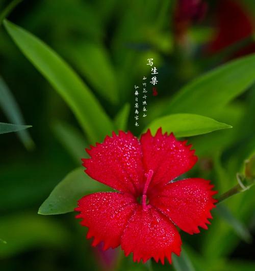 红色石竹花代表什么花语？