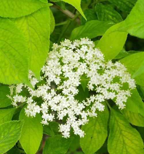 西洋接骨木的花语寓意是什么？