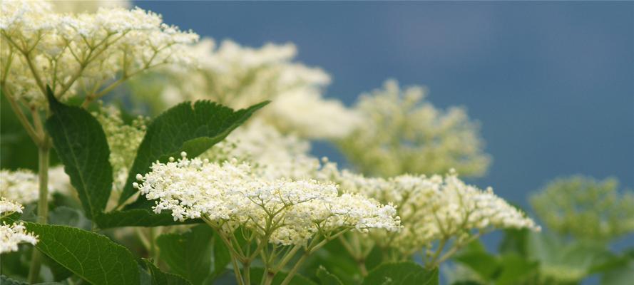 西洋接骨木的花语寓意是什么？