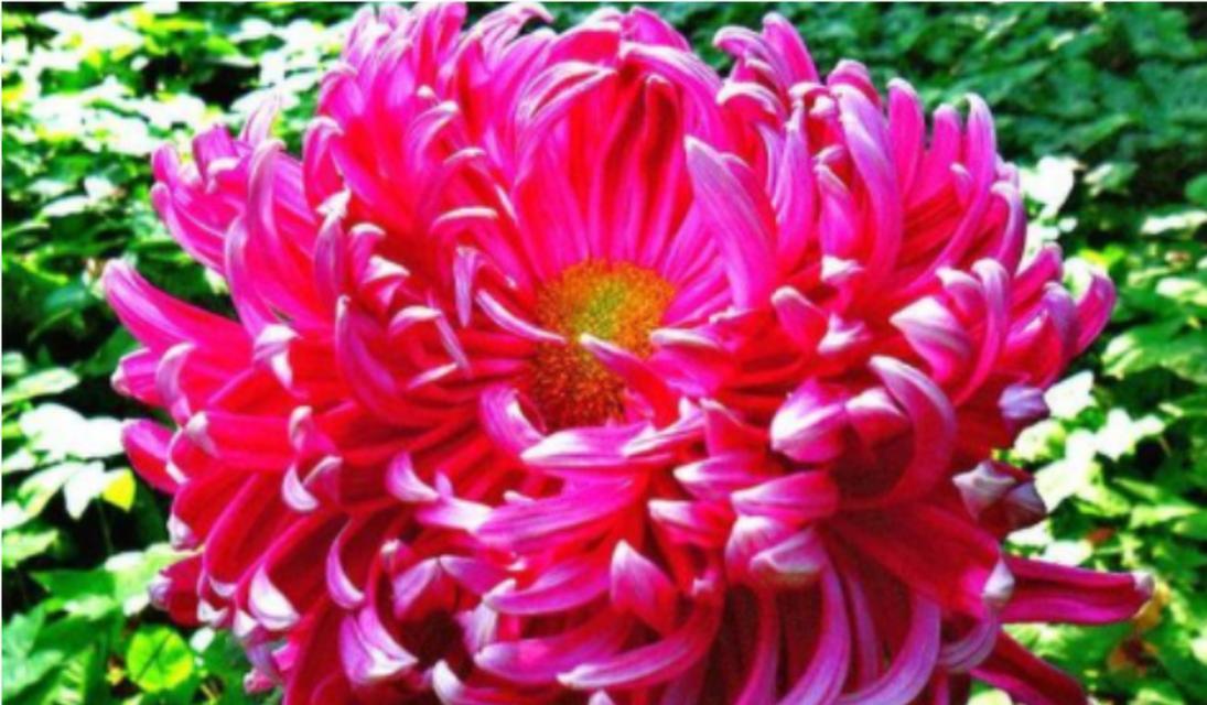 菊花的花语有哪些含义？
