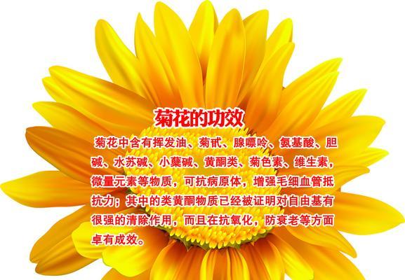 菊花的花语有哪些含义？