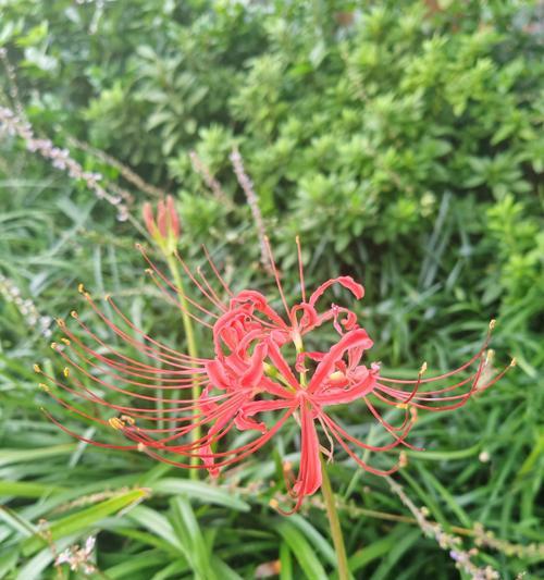 彼岸花有哪些不同的花语？