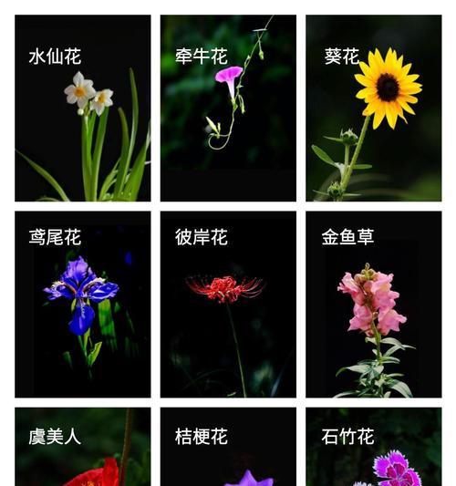 水仙花的花语是什么？