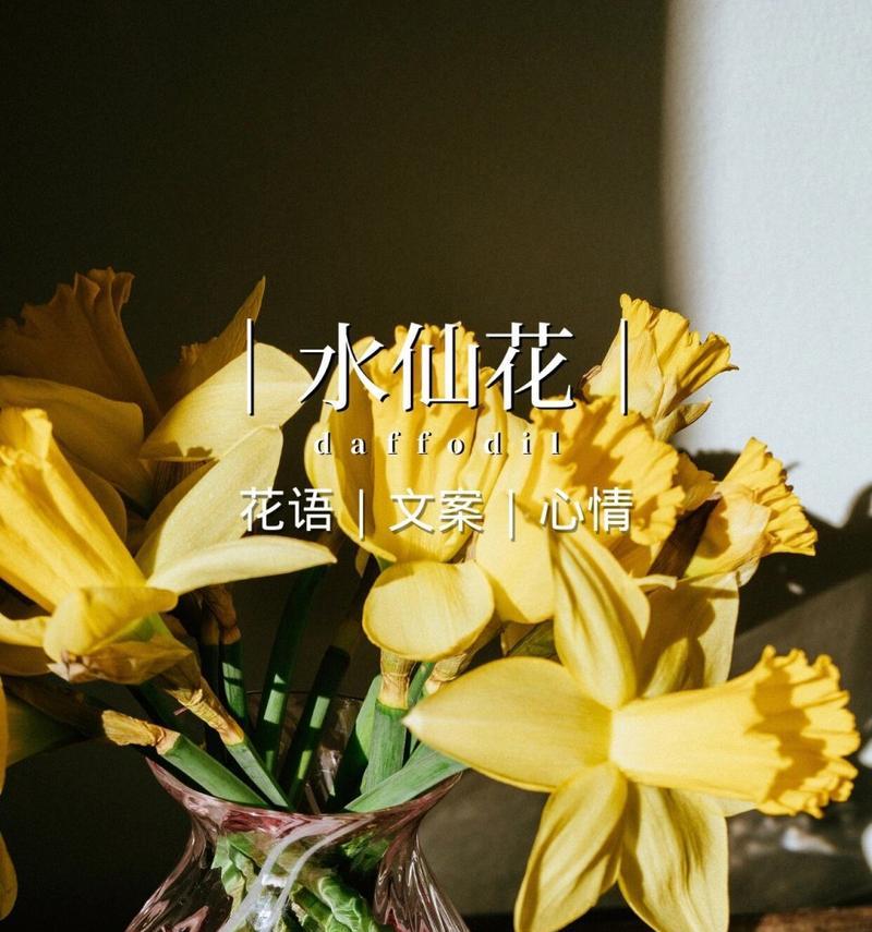 水仙花的花语是什么？