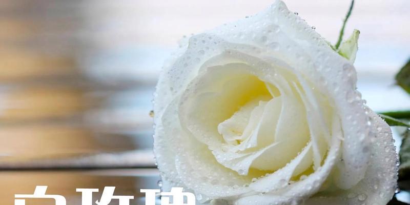 哪种花的花语代表专一？