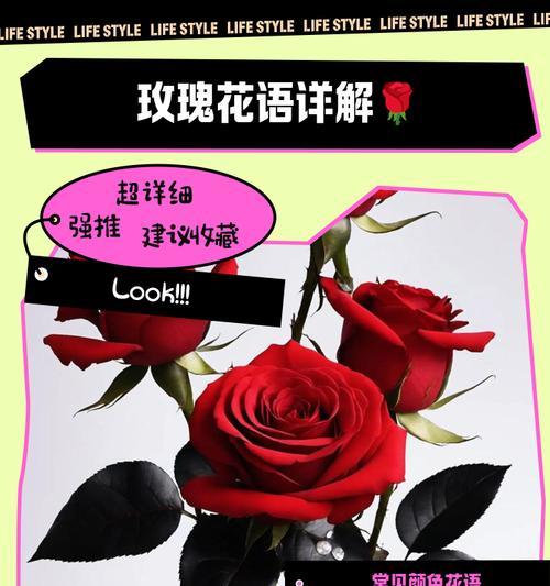 哪种花的花语代表专一？