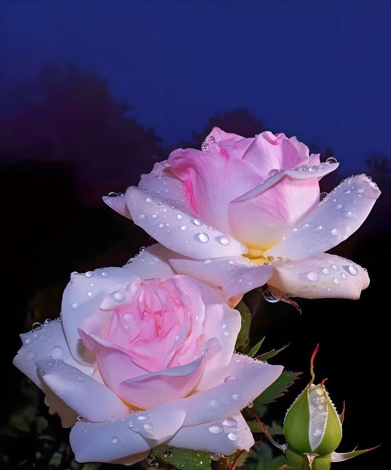 碧海蓝天玫瑰的花语是什么？
