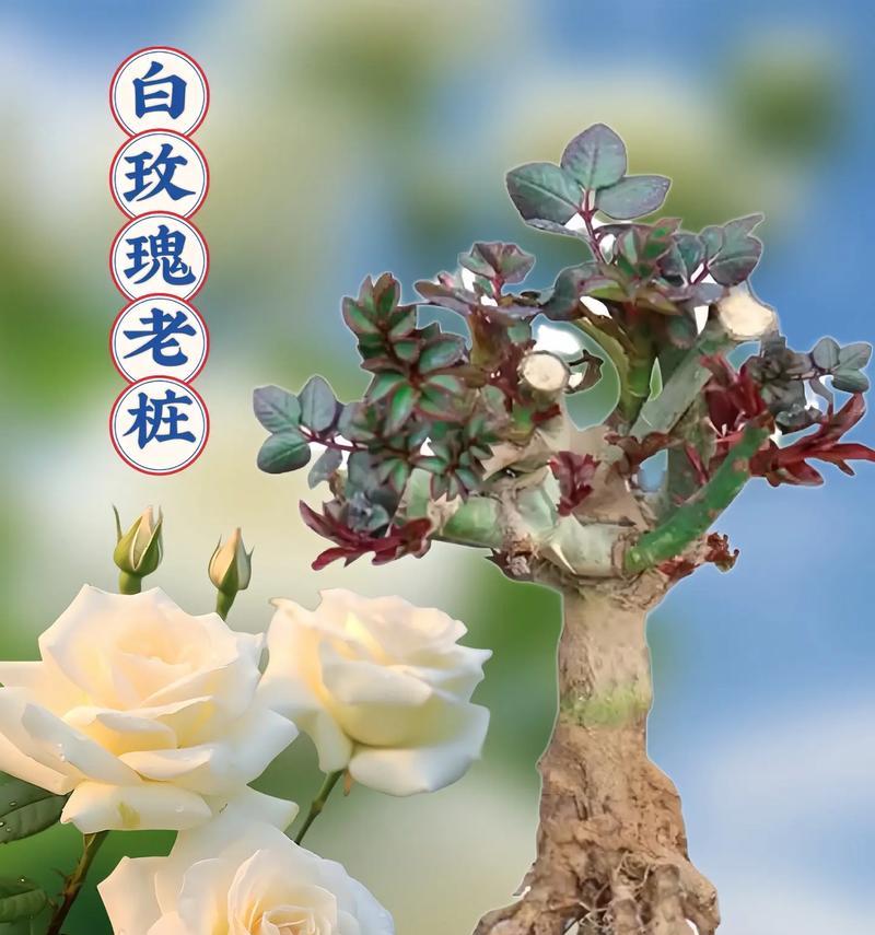 纯白玫瑰的花语寓意是什么？