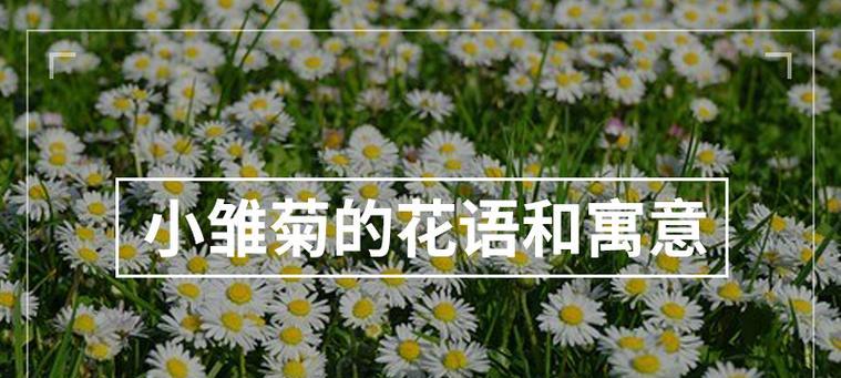 雏菊花的花语及寓意是什么？
