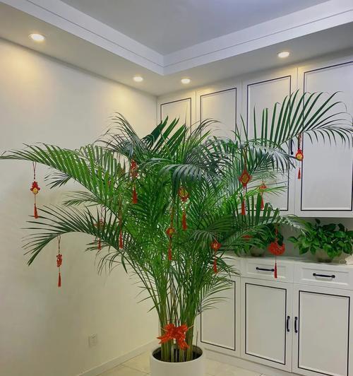 凤尾竹的花语是什么？