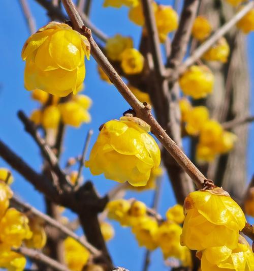 蜡梅的花语及象征意义是什么？