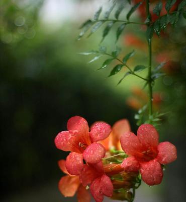榧树的花语及其传说是什么？