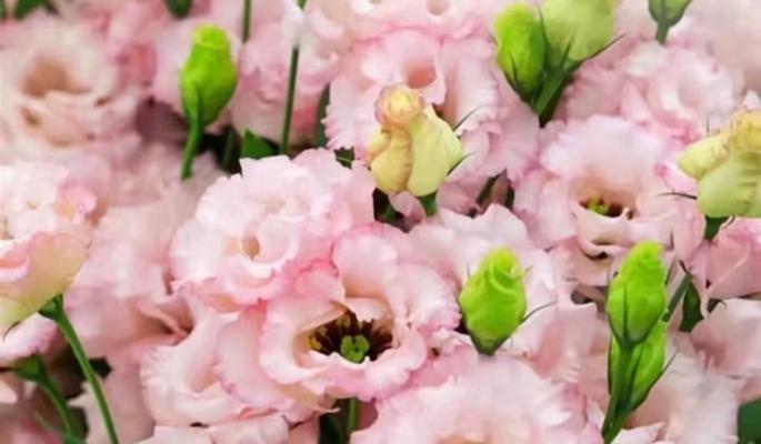 粉色洋桔梗的花语代表什么？