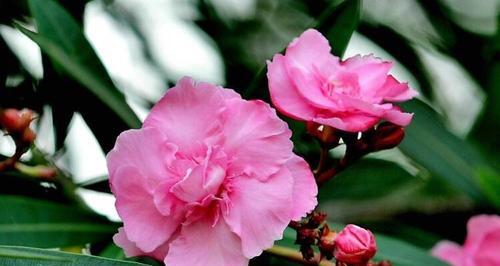 花语传说官方网站在哪里？如何查找官方信息？