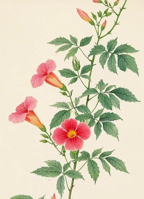 凌霄花的花语是什么？它象征着什么？
