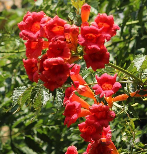 凌霄花的花语是什么？它象征着什么？