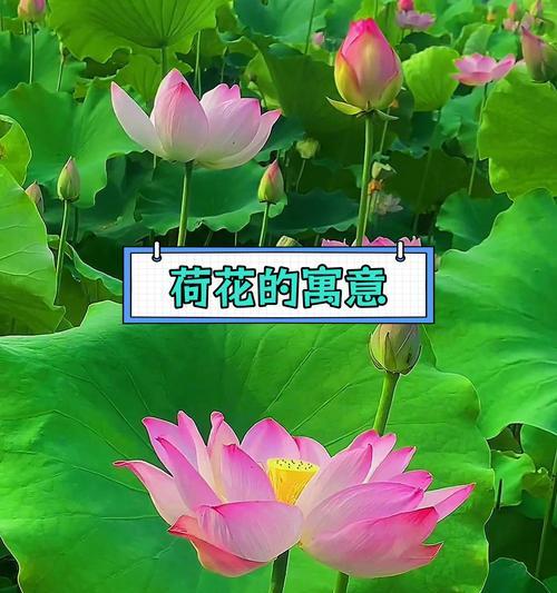 荷花的象征意义有哪些？荷花的寓意是什么？